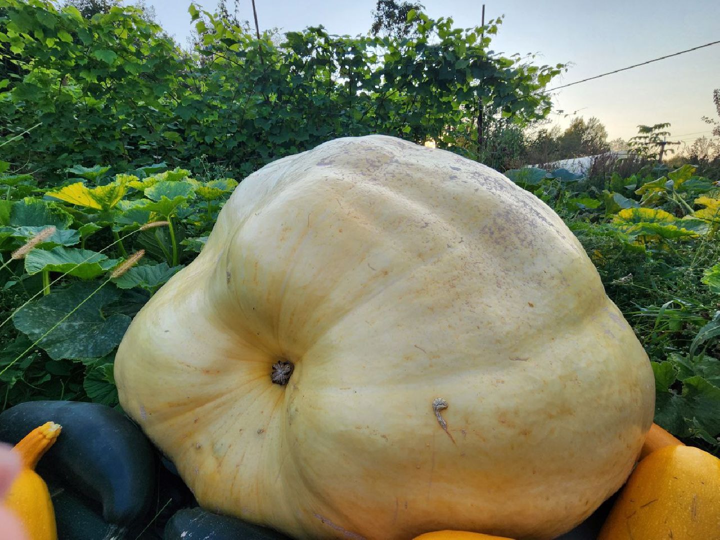 можайск, можайский городской округ, подмосковье, овощи-гиганты, урожай, урожай 2024, помощь, акция, доброе дело, губернатор, благотворительность, сельское хозяйство,