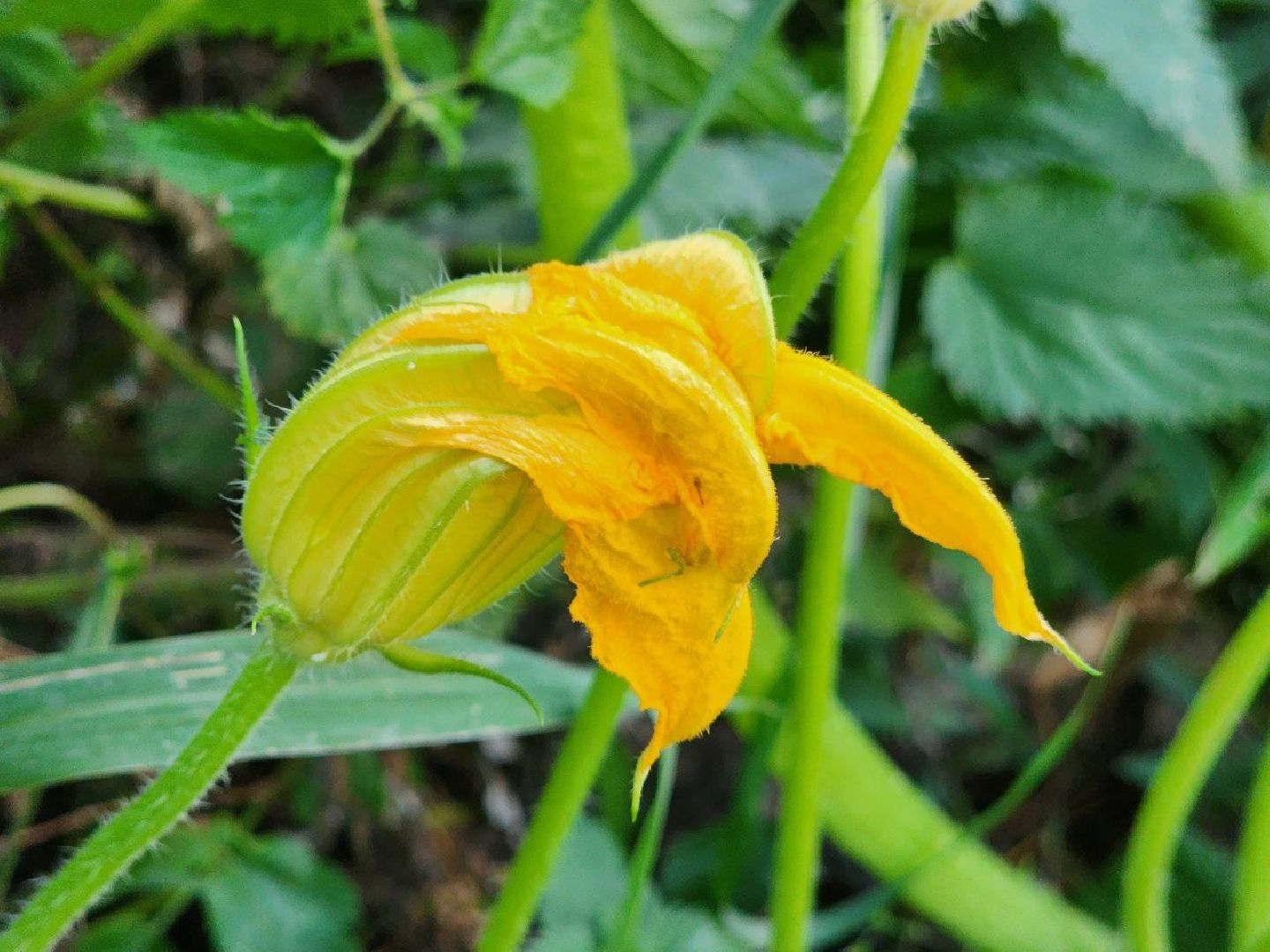 можайск, можайский городской округ, подмосковье, овощи-гиганты, урожай, урожай 2024, помощь, акция, доброе дело, губернатор, благотворительность, сельское хозяйство,