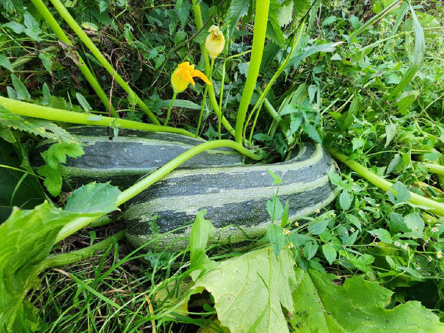 можайск, можайский городской округ, подмосковье, овощи-гиганты, урожай, урожай 2024, помощь, акция, доброе дело, губернатор, благотворительность, сельское хозяйство,