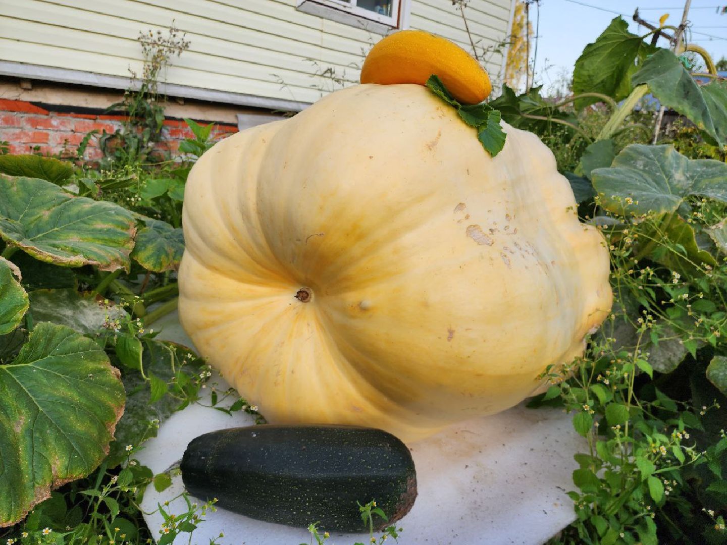 можайск, можайский городской округ, подмосковье, овощи-гиганты, урожай, урожай 2024, помощь, акция, доброе дело, губернатор, благотворительность, сельское хозяйство,