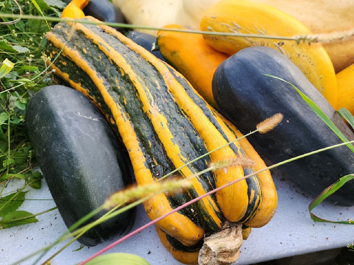 можайск, можайский городской округ, подмосковье, овощи-гиганты, урожай, урожай 2024, помощь, акция, доброе дело, губернатор, благотворительность, сельское хозяйство,