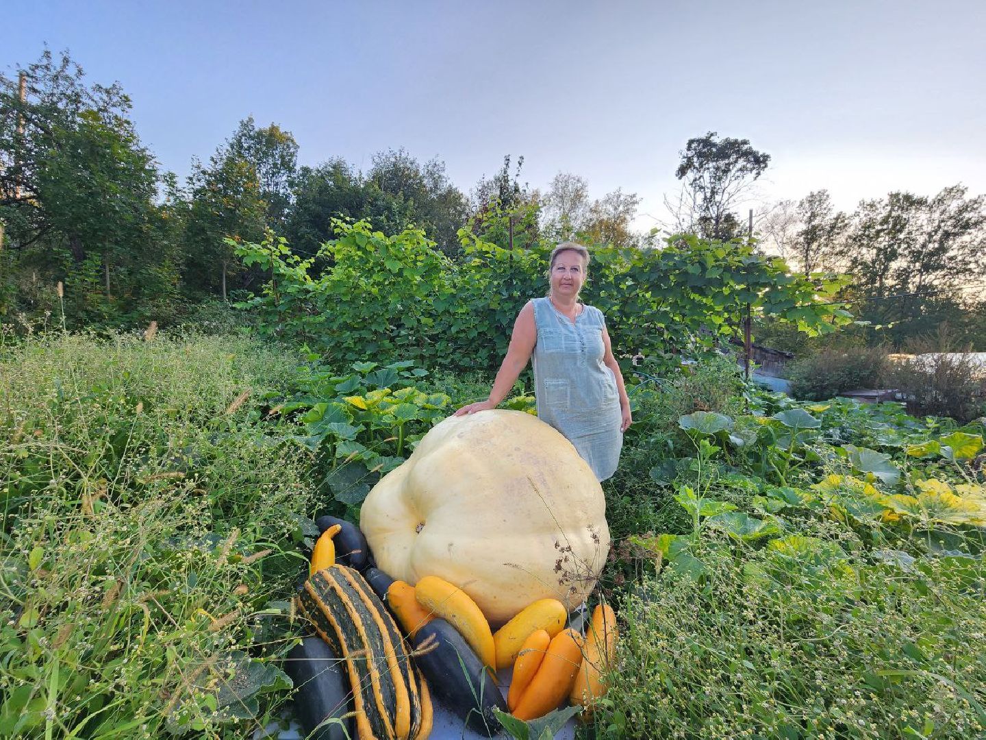 можайск, можайский городской округ, подмосковье, овощи-гиганты, урожай, урожай 2024, помощь, акция, доброе дело, губернатор, благотворительность, сельское хозяйство,