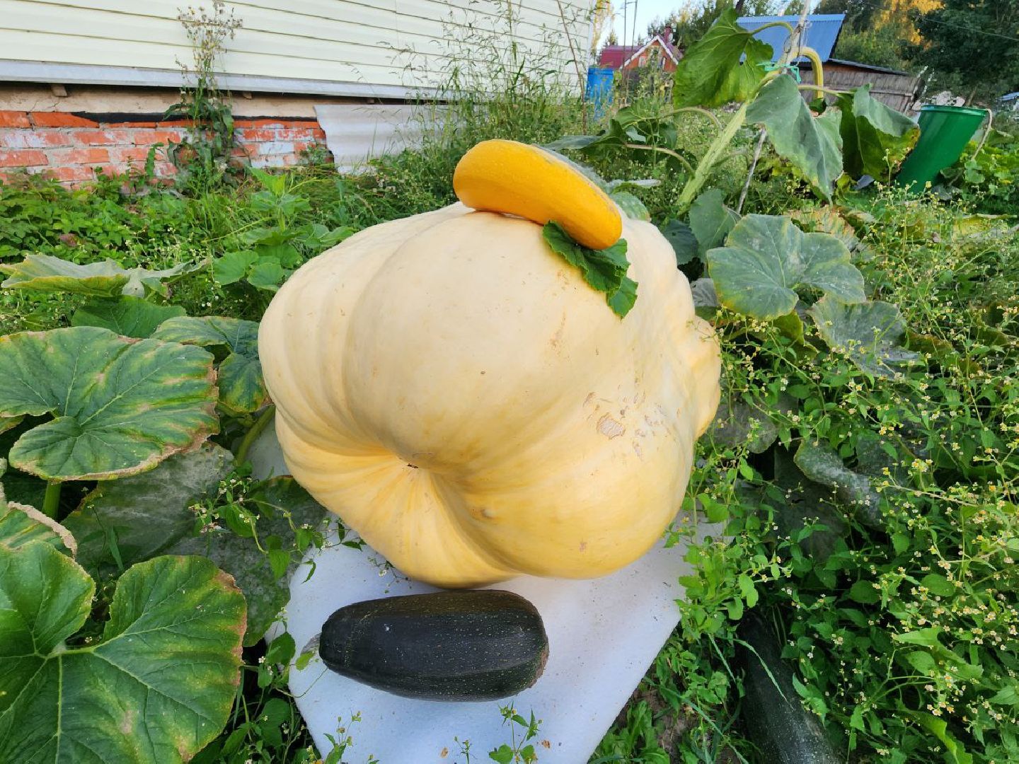 можайск, можайский городской округ, подмосковье, овощи-гиганты, урожай, урожай 2024, помощь, акция, доброе дело, губернатор, благотворительность, сельское хозяйство,