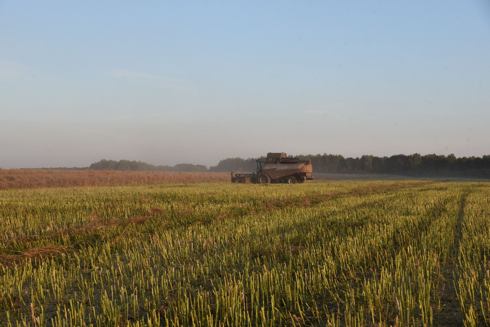 лотошино, урожай 2024, сельское хозяйство,