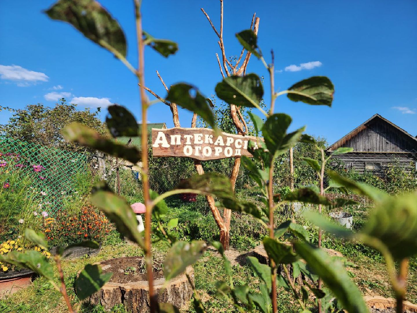 можайск, можайский городской округ, подмосковье, дети, Тропарвское участковое лесничество, Бородинский филиал ГКУ МО Мособллес, Аптекарский огород, друзья леса, лесные спасатели, юные натуралисты, Юные можайские лесничие,