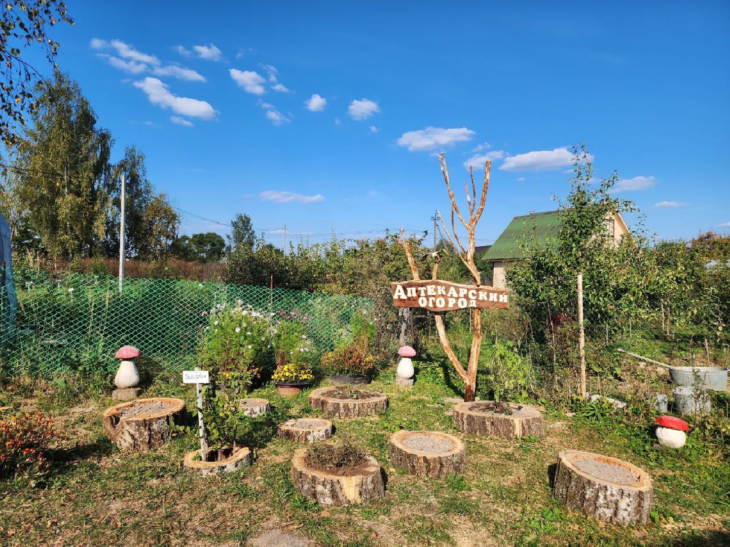 можайск, можайский городской округ, подмосковье, дети, Тропарвское участковое лесничество, Бородинский филиал ГКУ МО Мособллес, Аптекарский огород, друзья леса, лесные спасатели, юные натуралисты, Юные можайские лесничие,