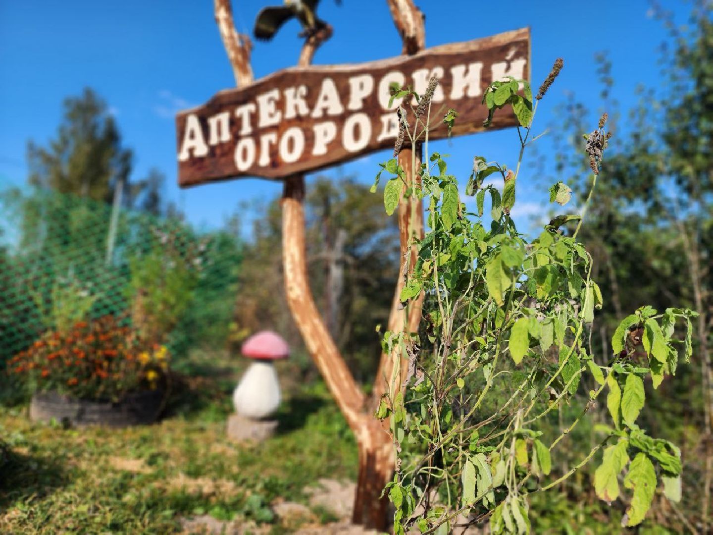 можайск, можайский городской округ, подмосковье, дети, Тропарвское участковое лесничество, Бородинский филиал ГКУ МО Мособллес, Аптекарский огород, друзья леса, лесные спасатели, юные натуралисты, Юные можайские лесничие,