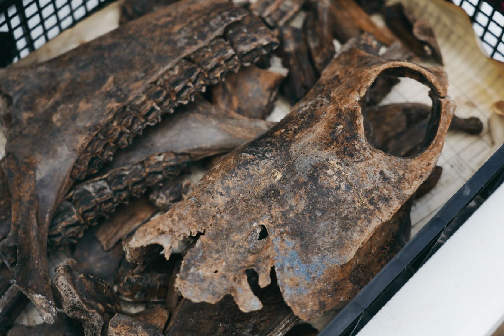 Археологи, Раскопки, Сергиев Посад, Троице-Сергиева лавра, История, Эксклюзив,