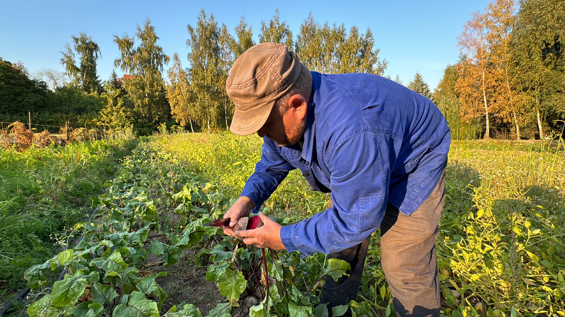 Федеральный научный центр овощеводства, ВНИИССОК, Продовольственная безопасность, Одинцово, Экономика,