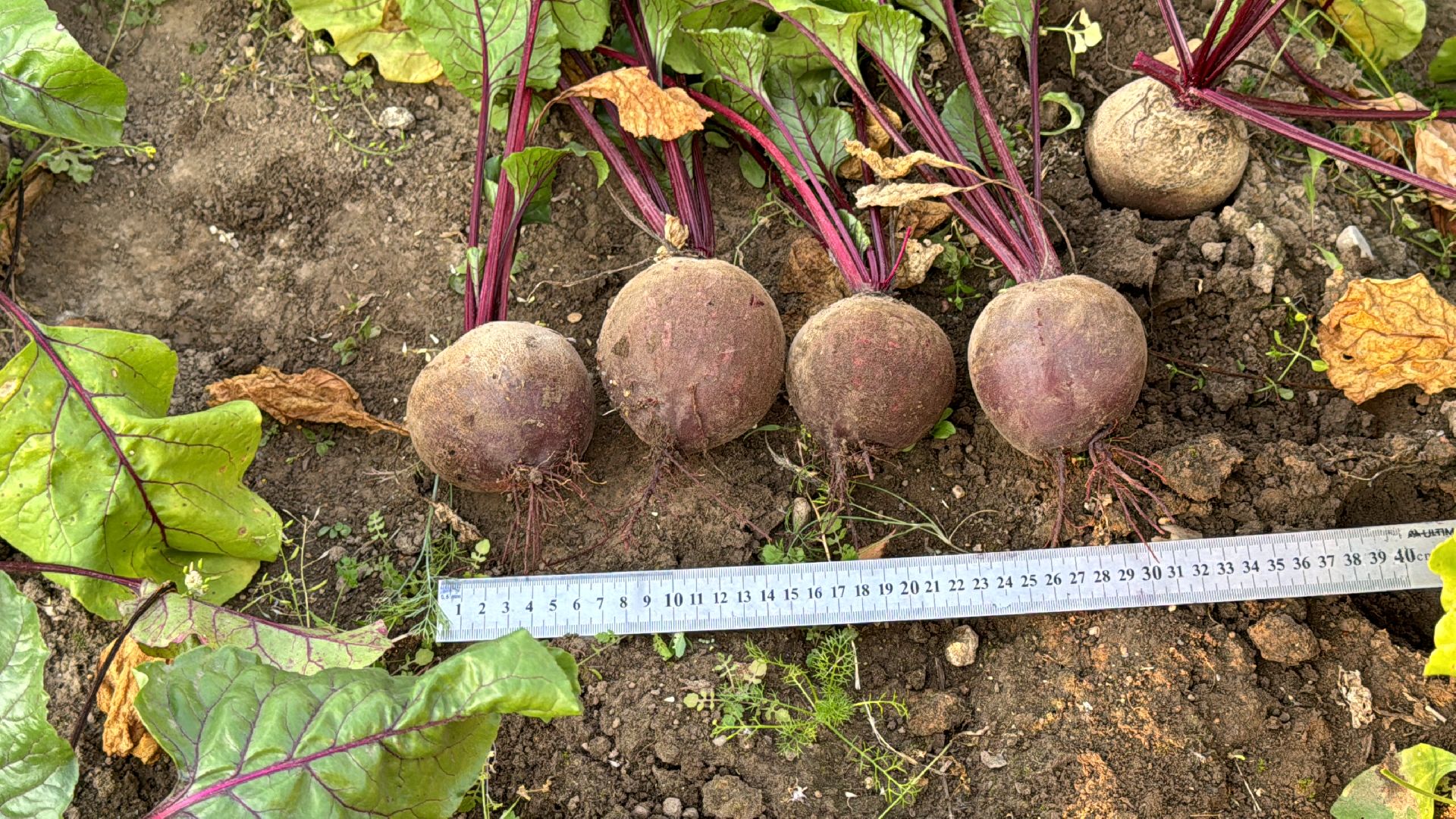 Федеральный научный центр овощеводства, ВНИИССОК, Продовольственная безопасность, Одинцово, Экономика,