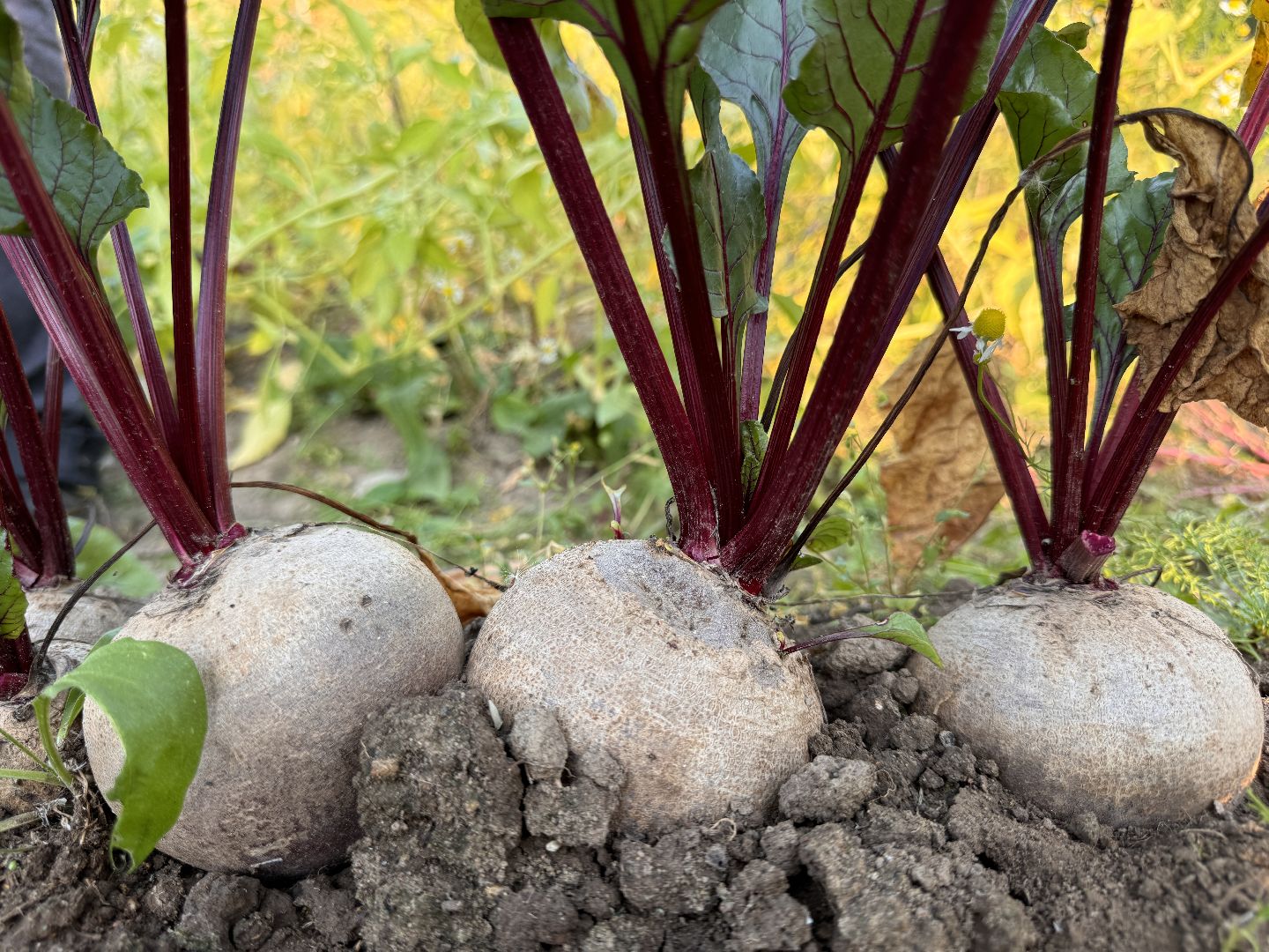Федеральный научный центр овощеводства, ВНИИССОК, Продовольственная безопасность, Одинцово, Экономика,
