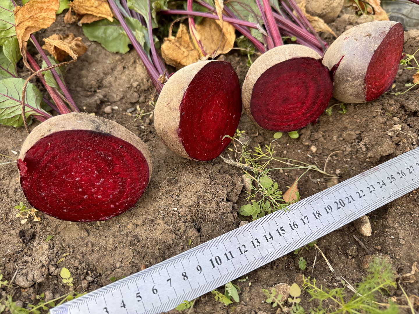 Федеральный научный центр овощеводства, ВНИИССОК, Продовольственная безопасность, Одинцово, Экономика,