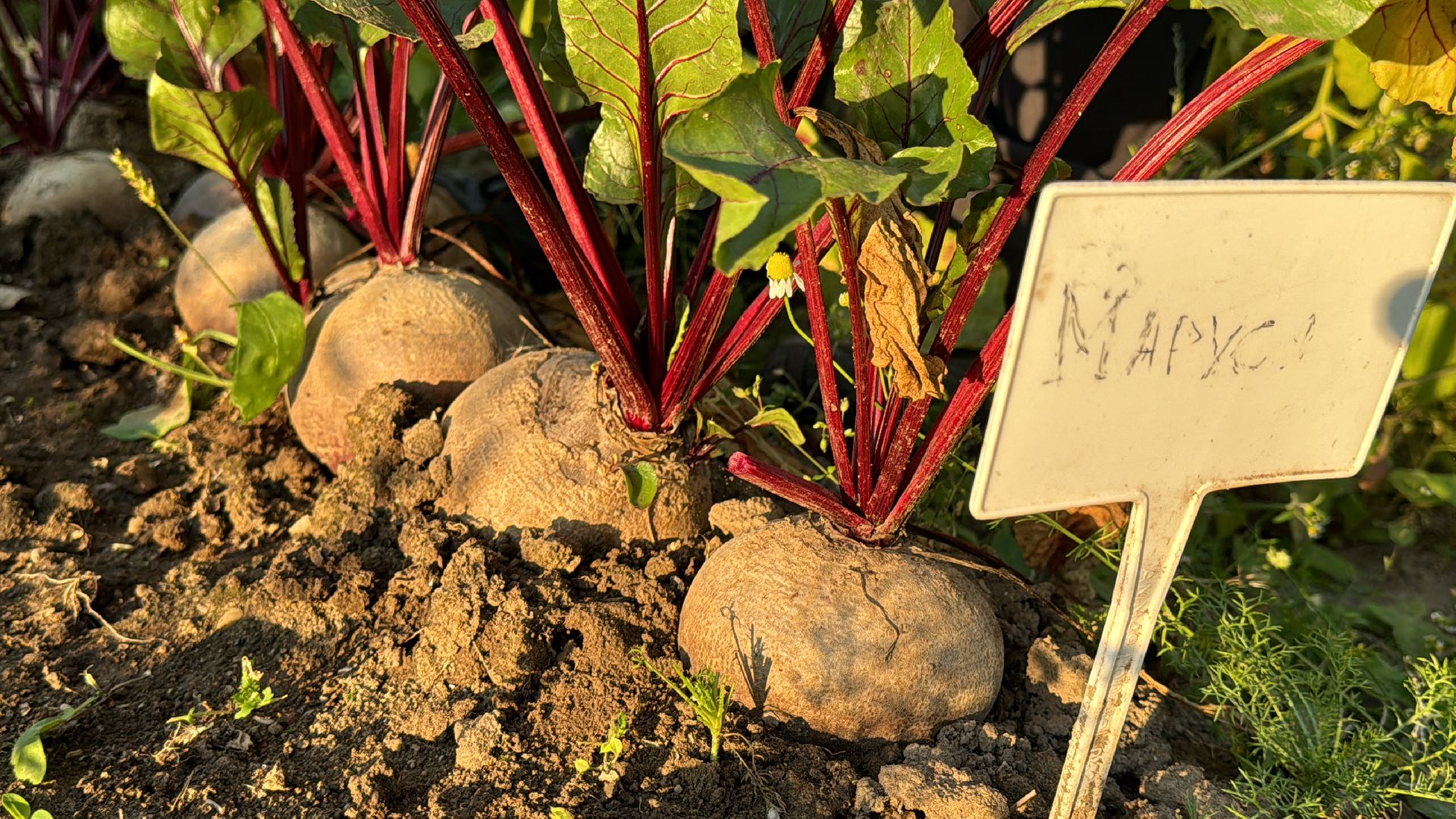 Федеральный научный центр овощеводства, ВНИИССОК, Продовольственная безопасность, Одинцово, Экономика,