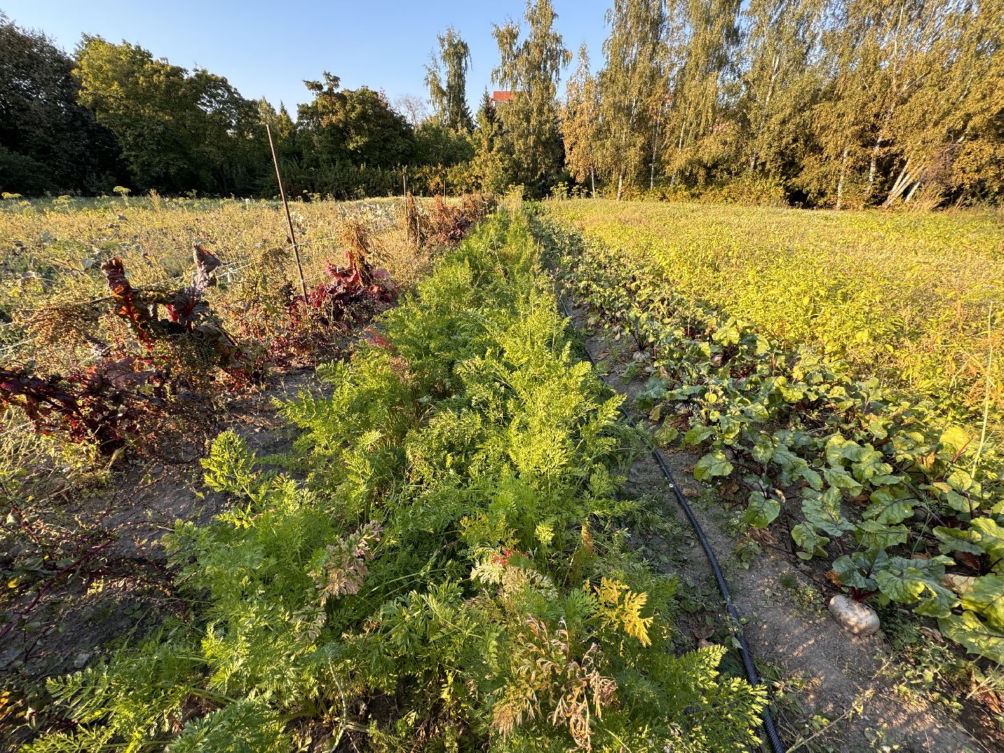 Федеральный научный центр овощеводства, ВНИИССОК, Продовольственная безопасность, Одинцово, Экономика,