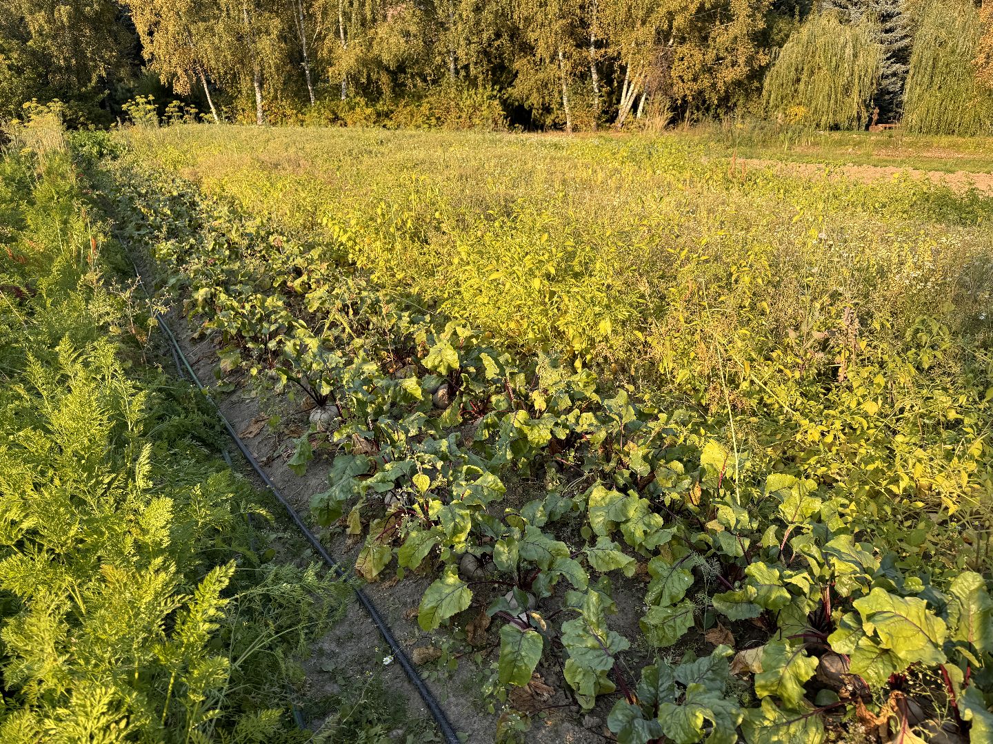 Федеральный научный центр овощеводства, ВНИИССОК, Продовольственная безопасность, Одинцово, Экономика,