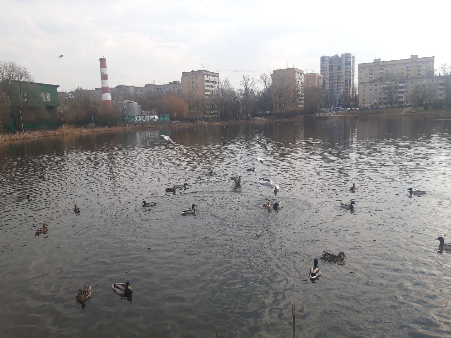 озеро, дети, пенсионеры,