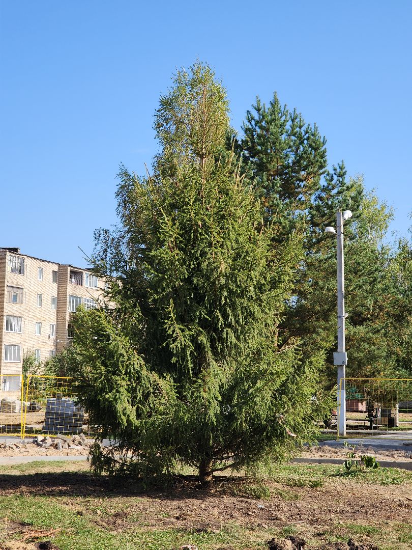 благоустройство, сквер солнышко, реконструкция сквера, колюбакино, руза, рузский городской округ, московская область,