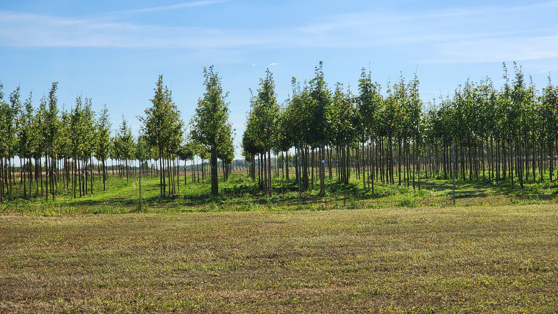Бронницы, питомник растений, Сады Бэллы, Осенние работы в питомнике,