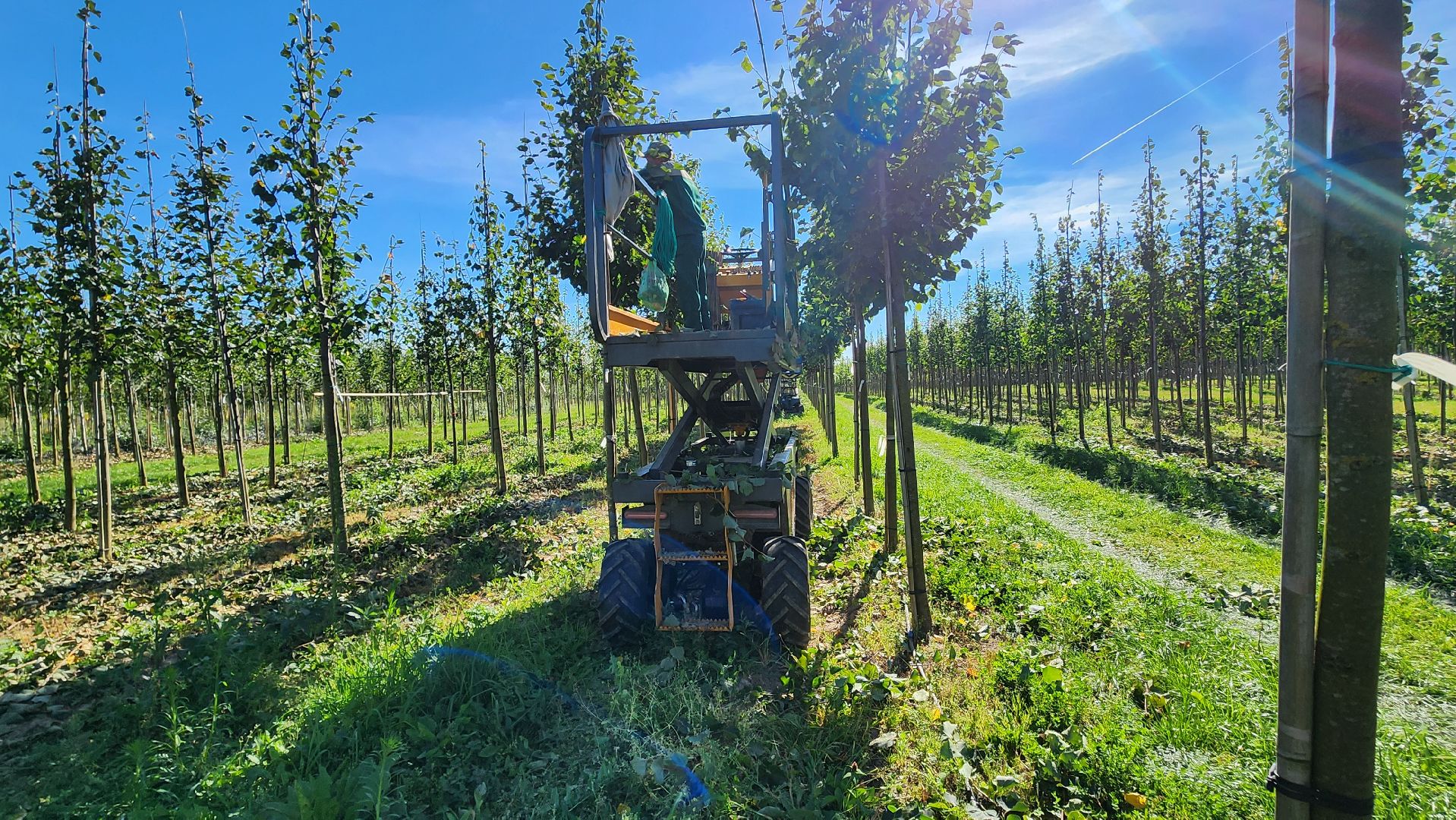 Бронницы, питомник растений, Сады Бэллы, Осенние работы в питомнике,