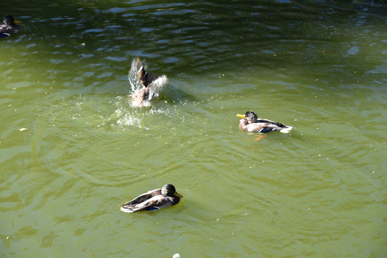 лотошино, лотошинский парк, утка, парки подмосковье,