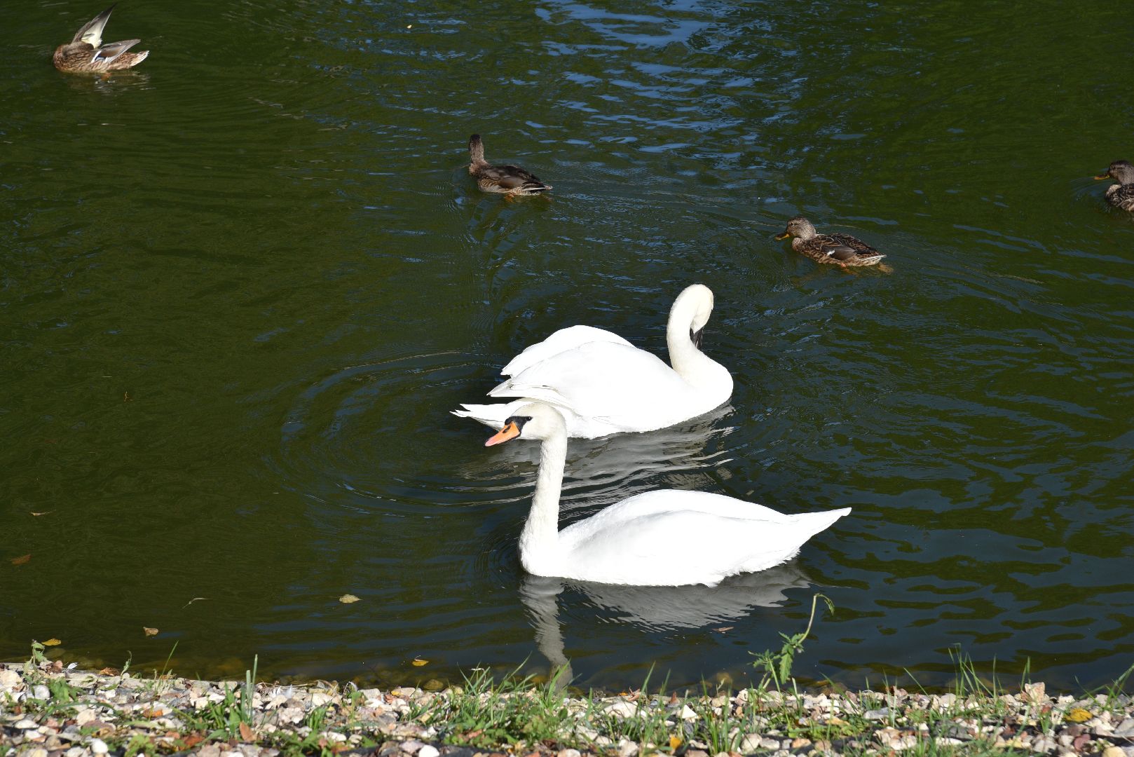 лотошино, лотошинский парк, утка, парки подмосковье,