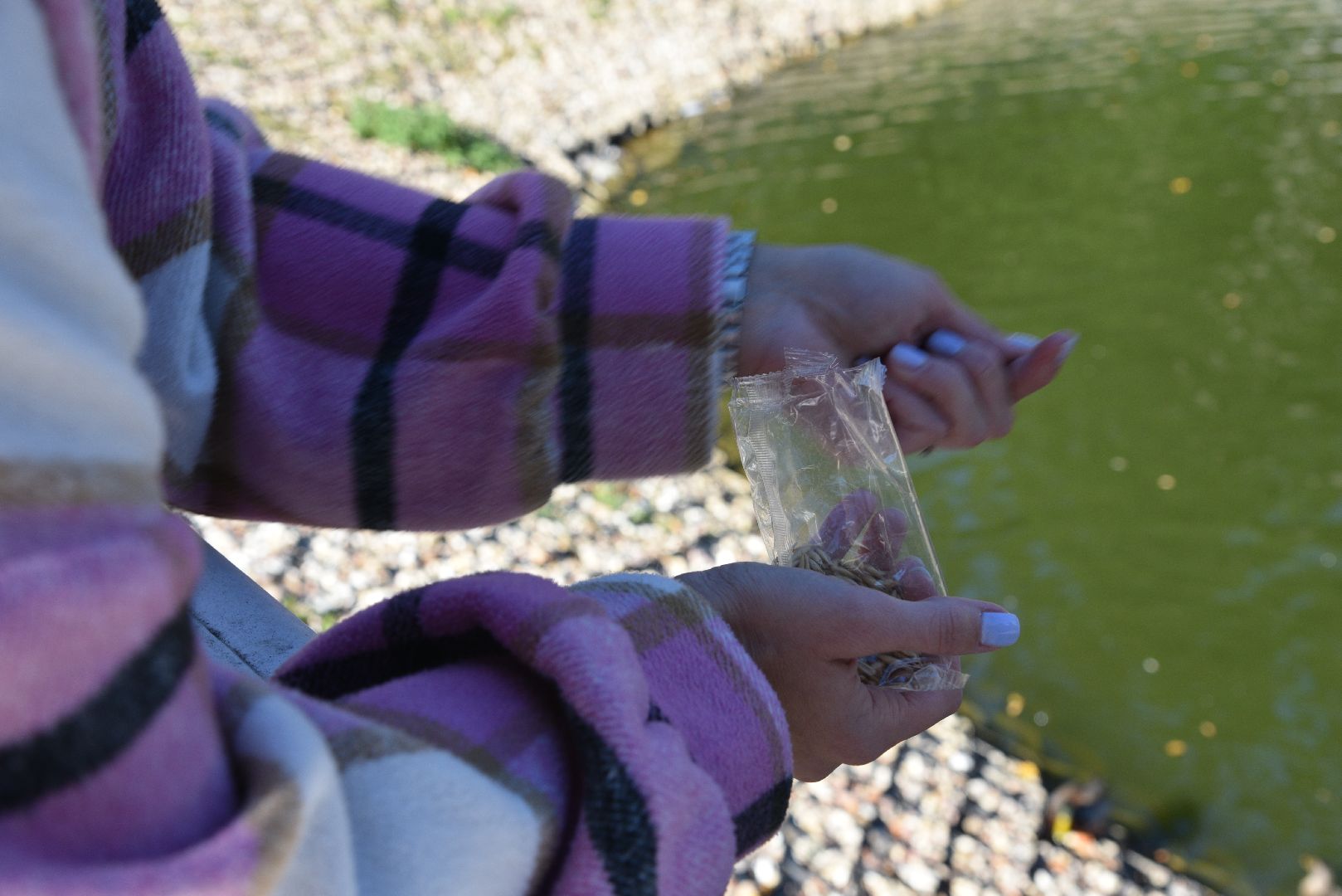 лотошино, лотошинский парк, утка, парки подмосковье,