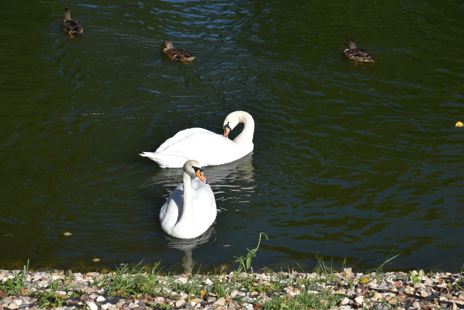 лотошино, лотошинский парк, утка, парки подмосковье,