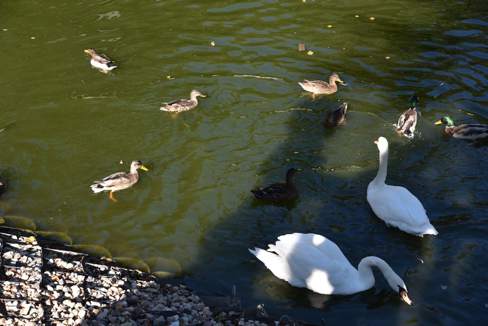 лотошино, лотошинский парк, утка, парки подмосковье,