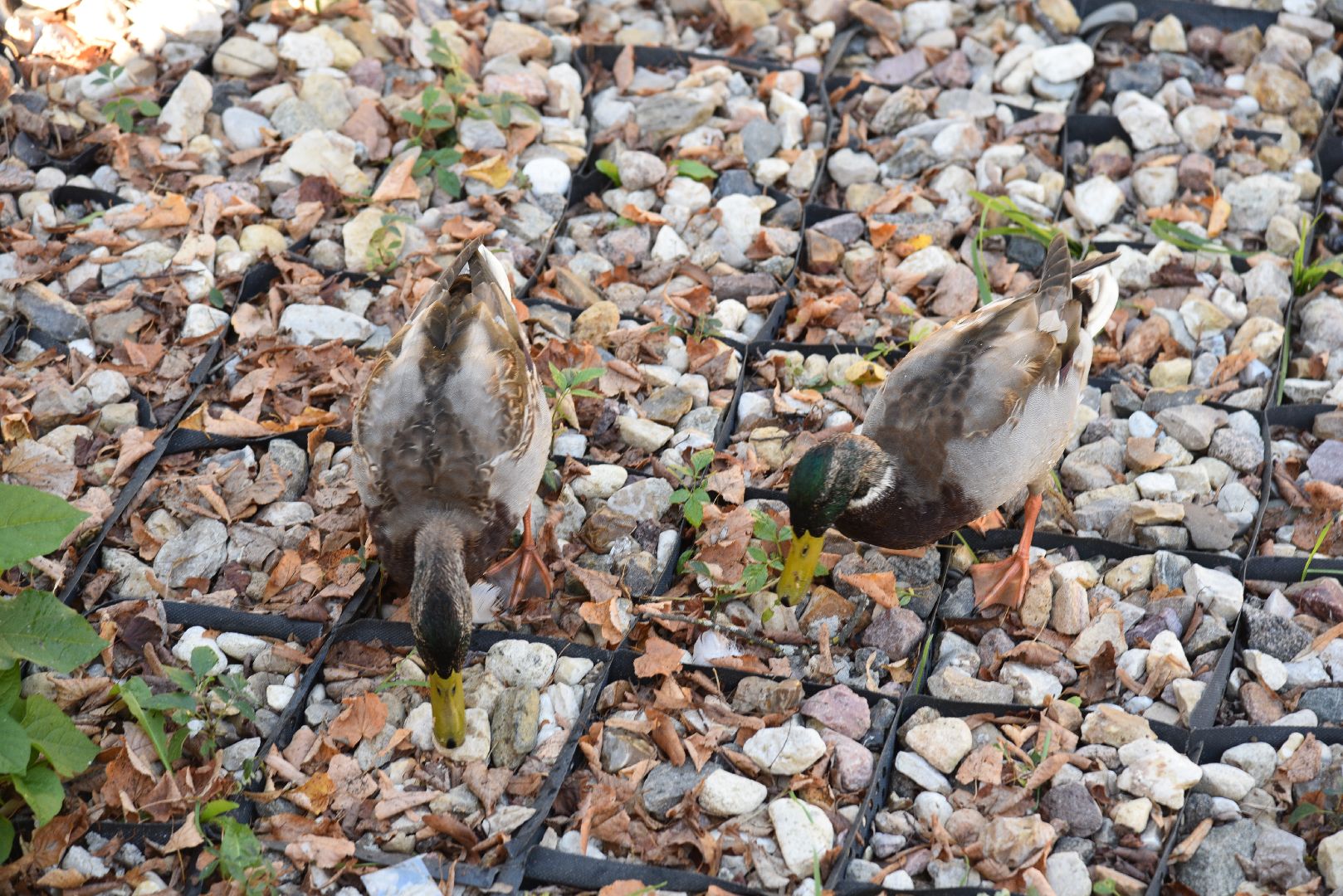 лотошино, лотошинский парк, утка, парки подмосковье,