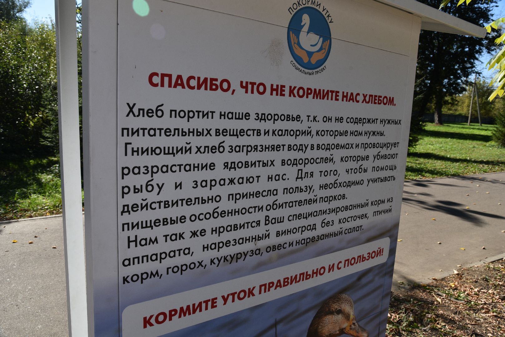 лотошино, лотошинский парк, утка, парки подмосковье,