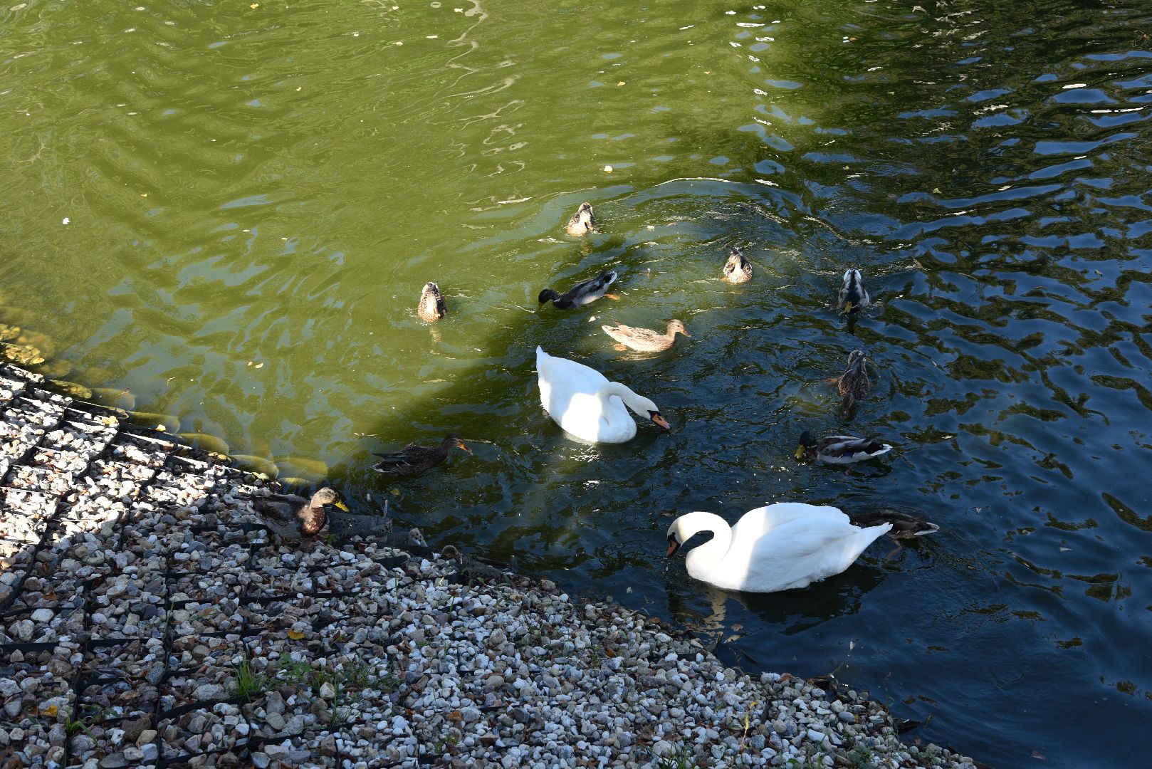 лотошино, лотошинский парк, утка, парки подмосковье,