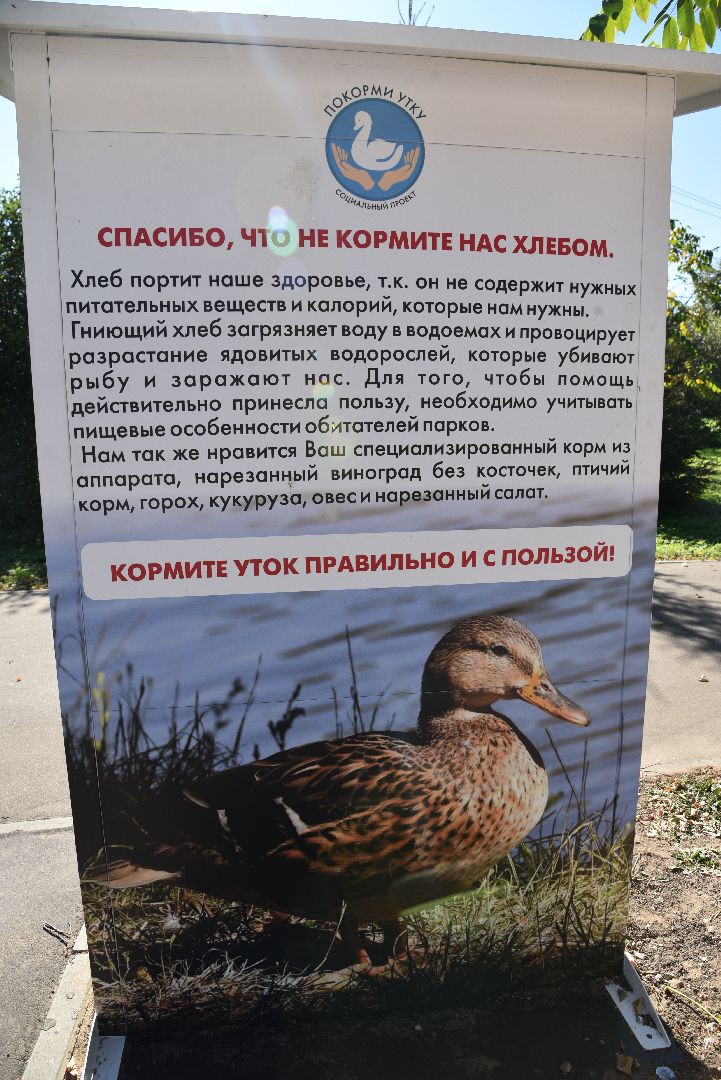 лотошино, лотошинский парк, утка, парки подмосковье,