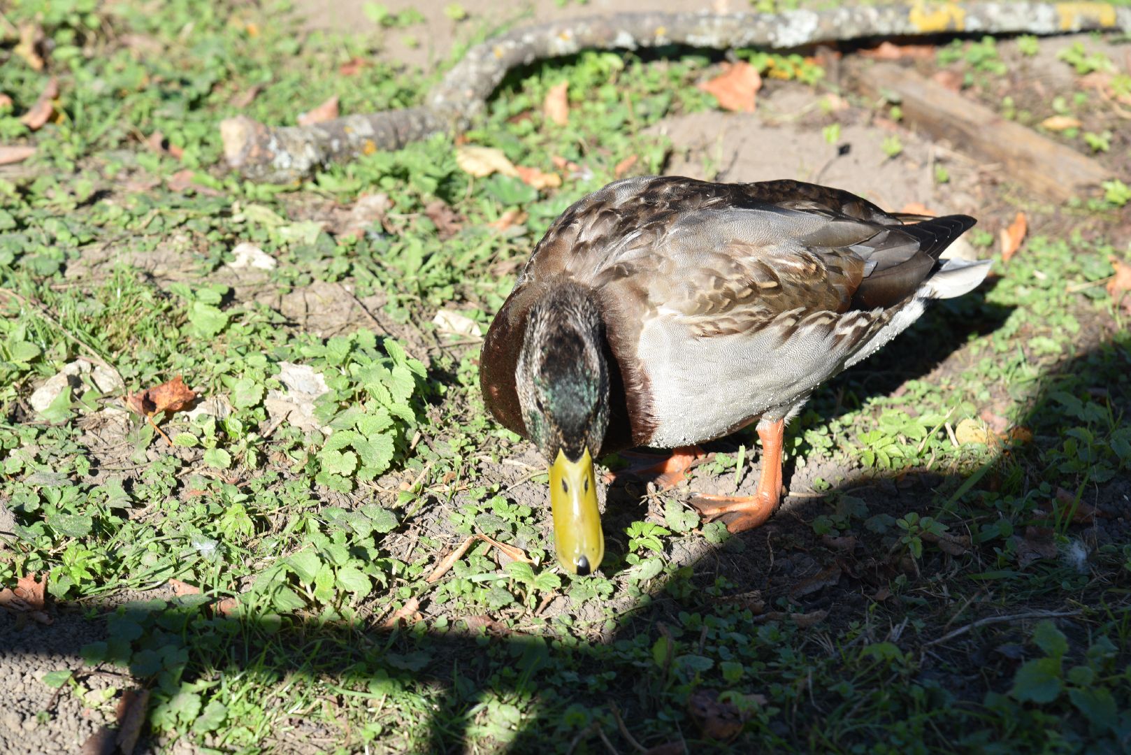 лотошино, лотошинский парк, утка, парки подмосковье,