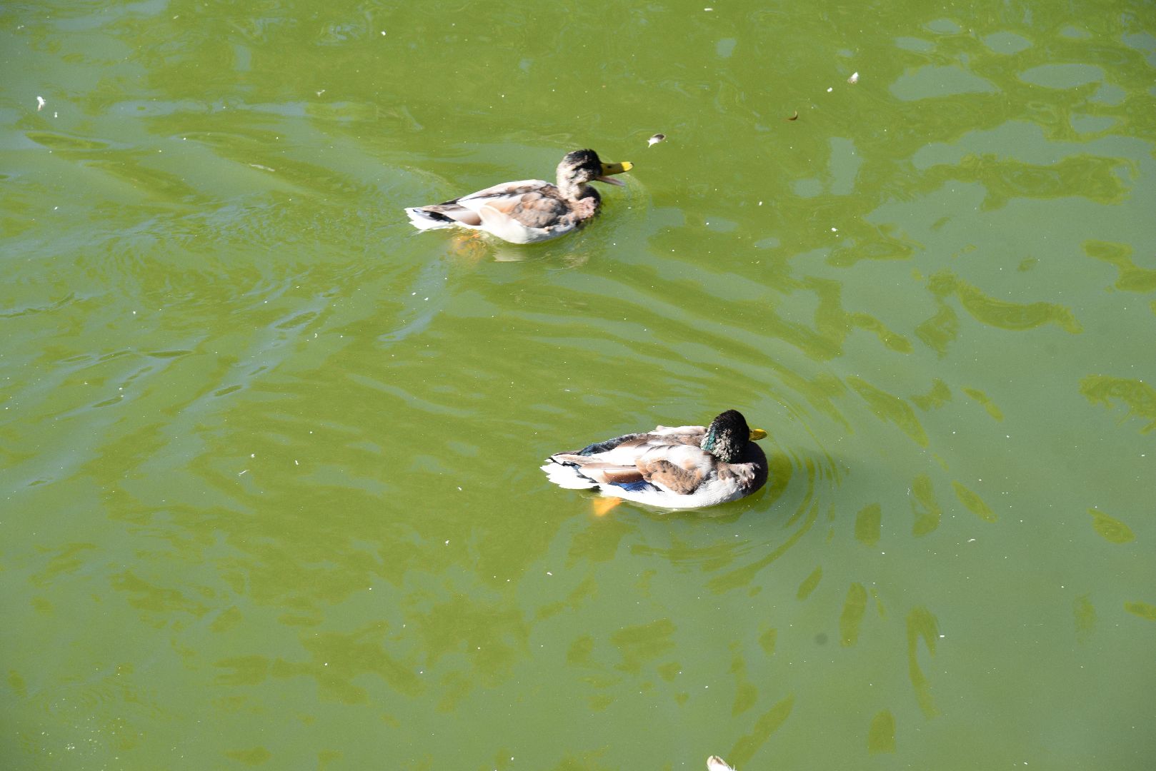 лотошино, лотошинский парк, утка, парки подмосковье,