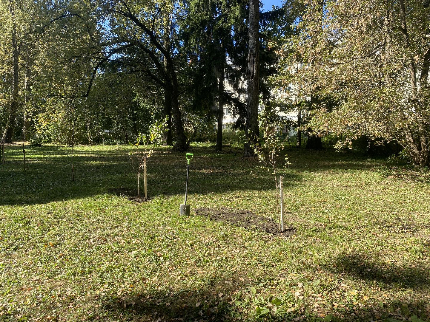 акция посадка деревьев, озеленение Власихи, День в лесу сохраним лес вместе, посади свое дерево, березовая роща Власиха,