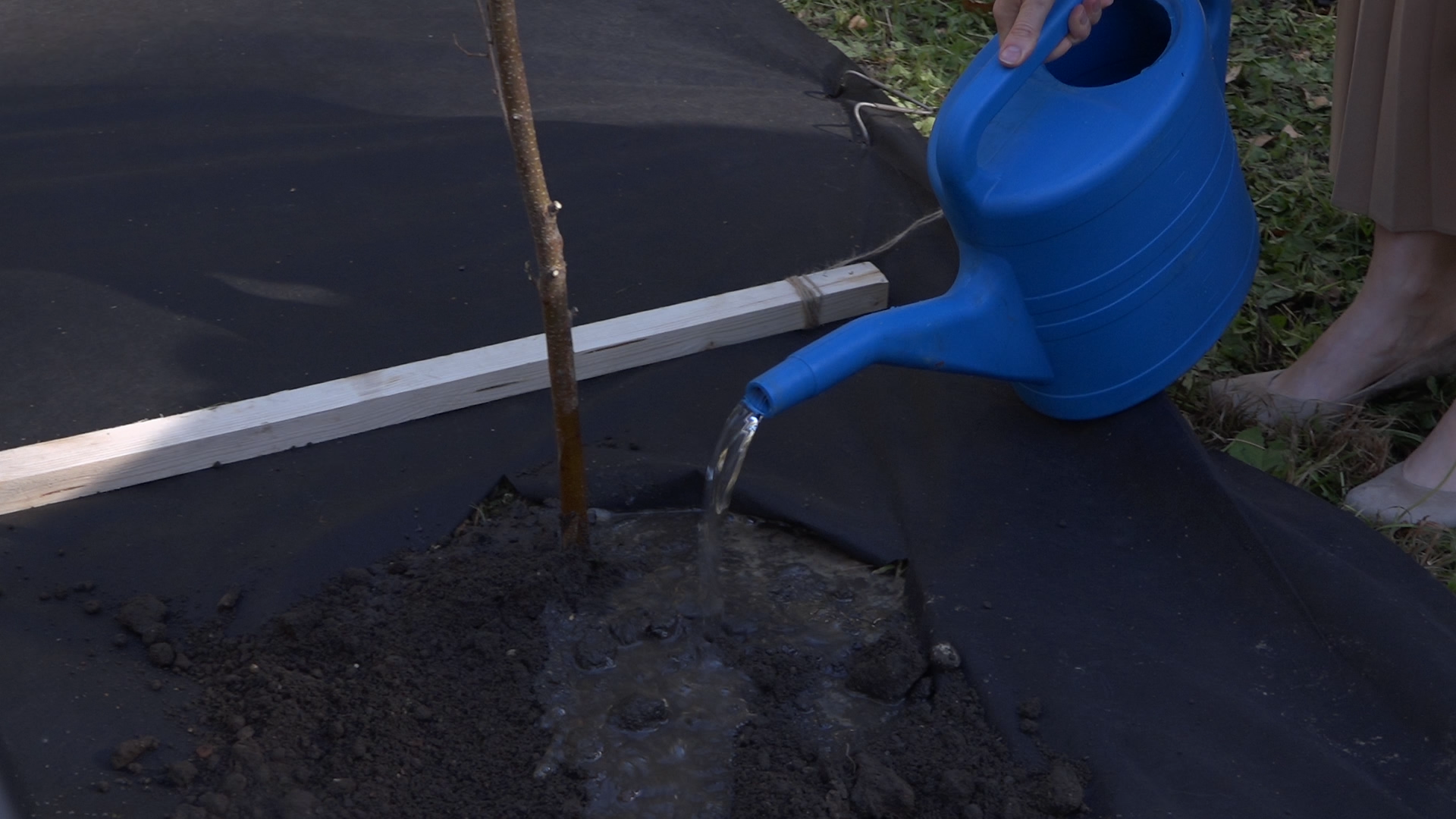 акция посадка деревьев, озеленение Власихи, День в лесу сохраним лес вместе, посади свое дерево, березовая роща Власиха,