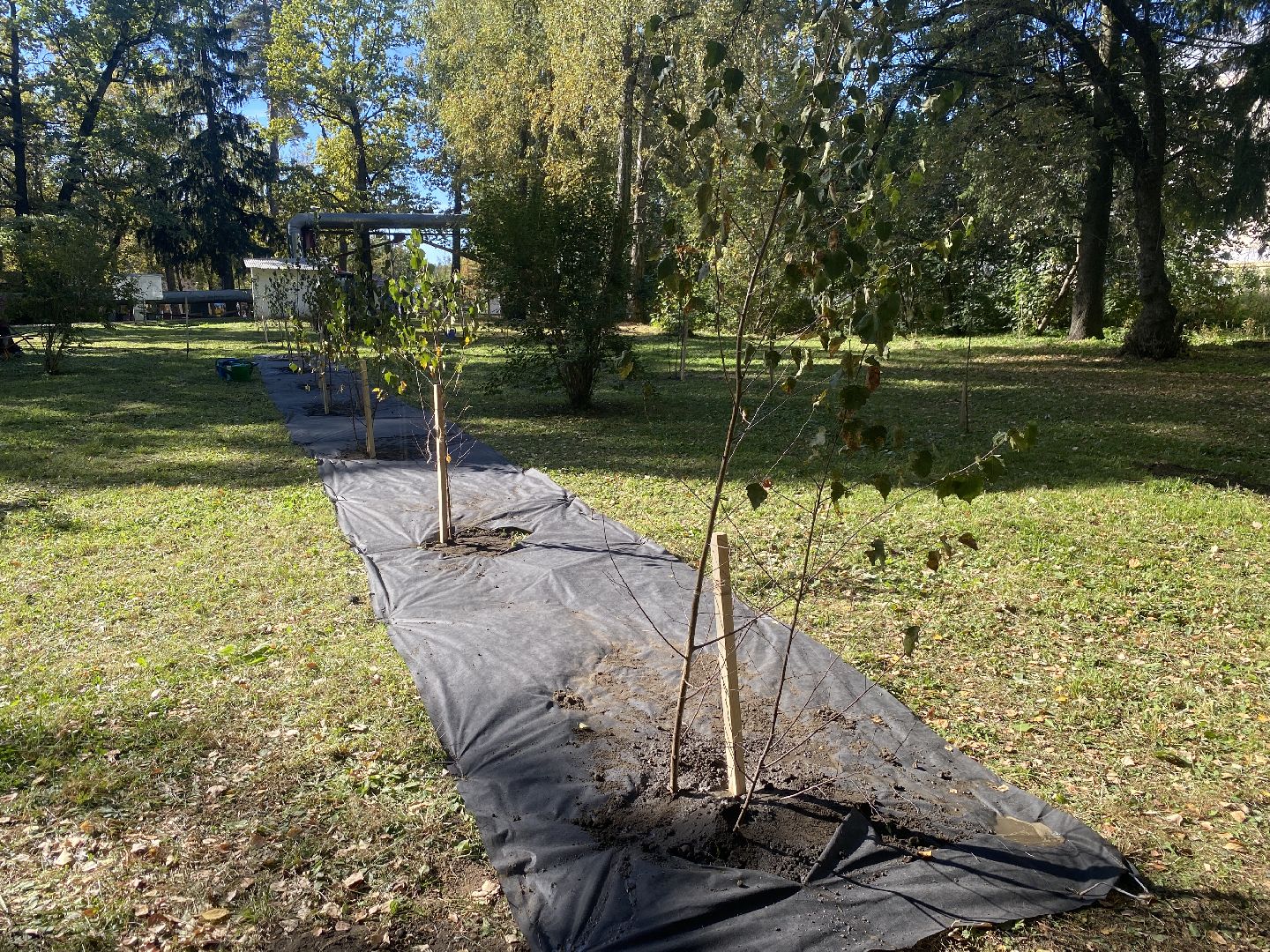 акция посадка деревьев, озеленение Власихи, День в лесу сохраним лес вместе, посади свое дерево, березовая роща Власиха,
