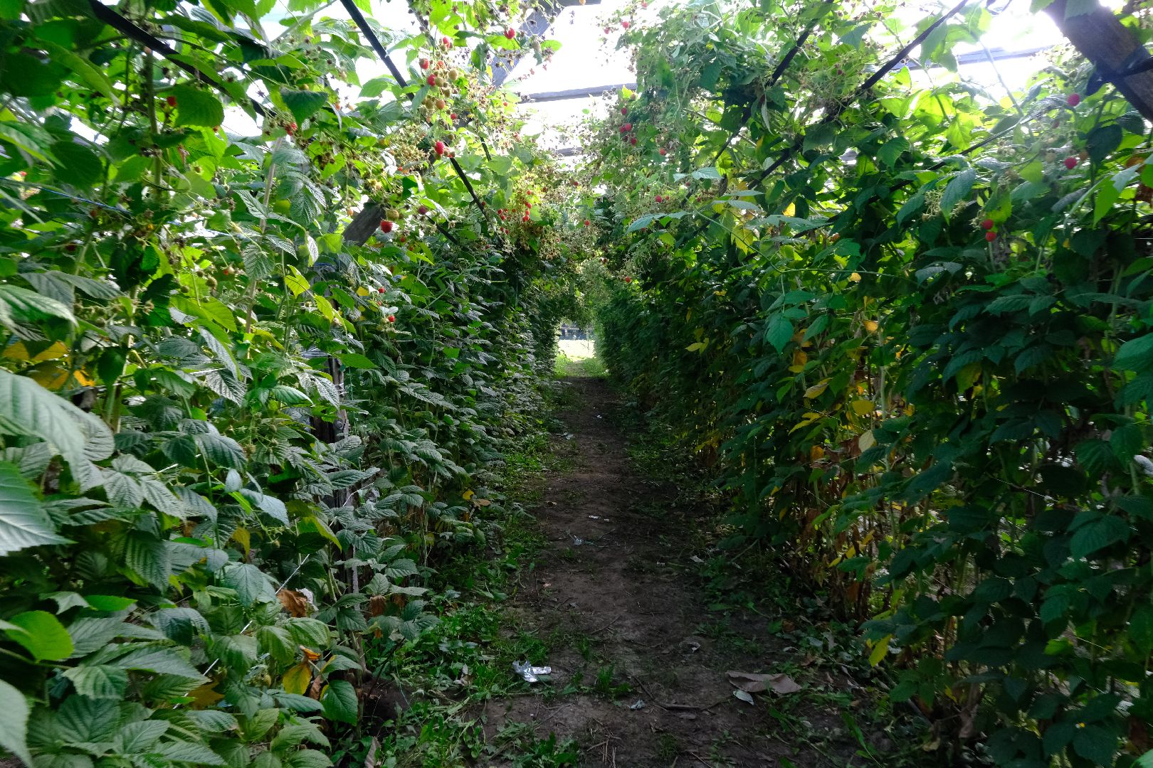 пущино, сельское хозяйство, малина, серпухов,