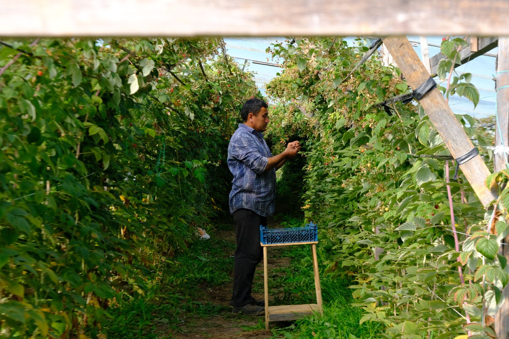 пущино, сельское хозяйство, малина, серпухов,