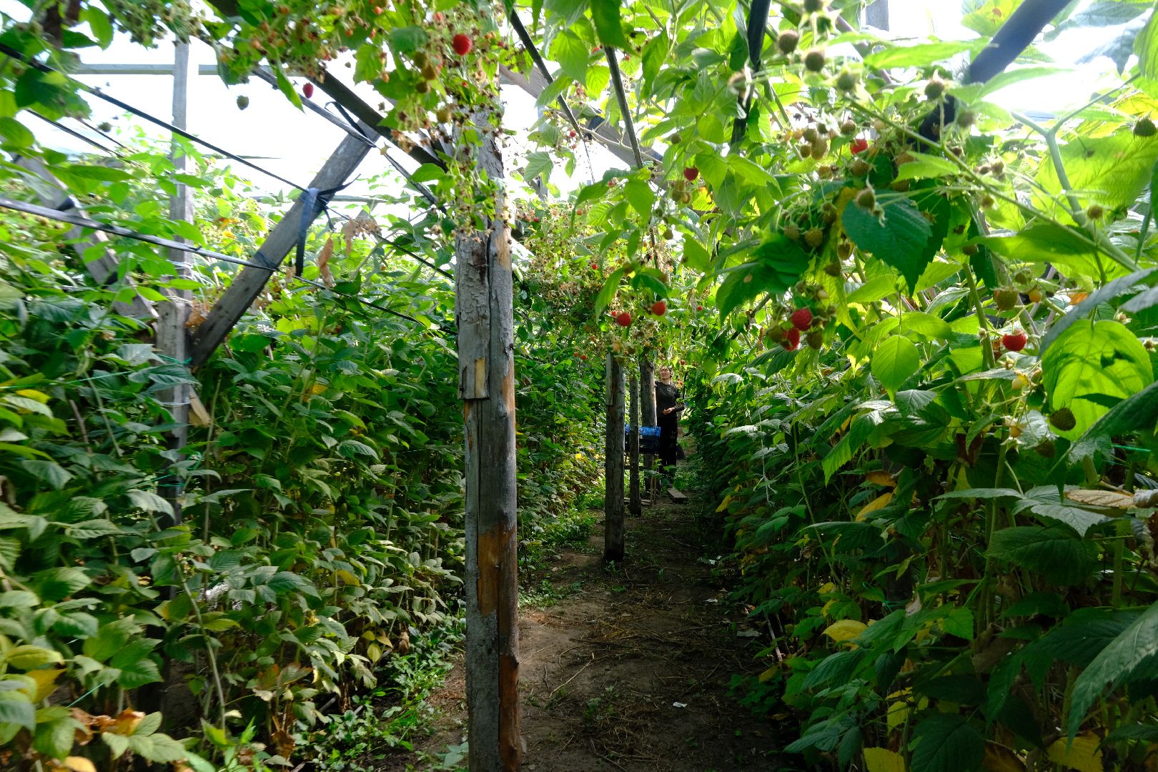 пущино, сельское хозяйство, малина, серпухов,