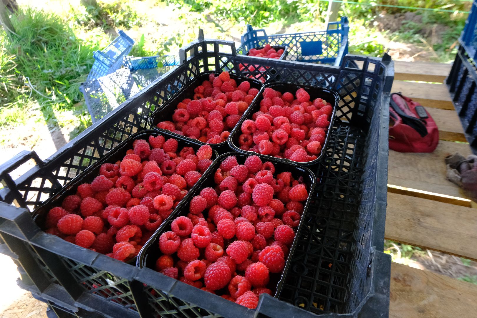 пущино, сельское хозяйство, малина, серпухов,