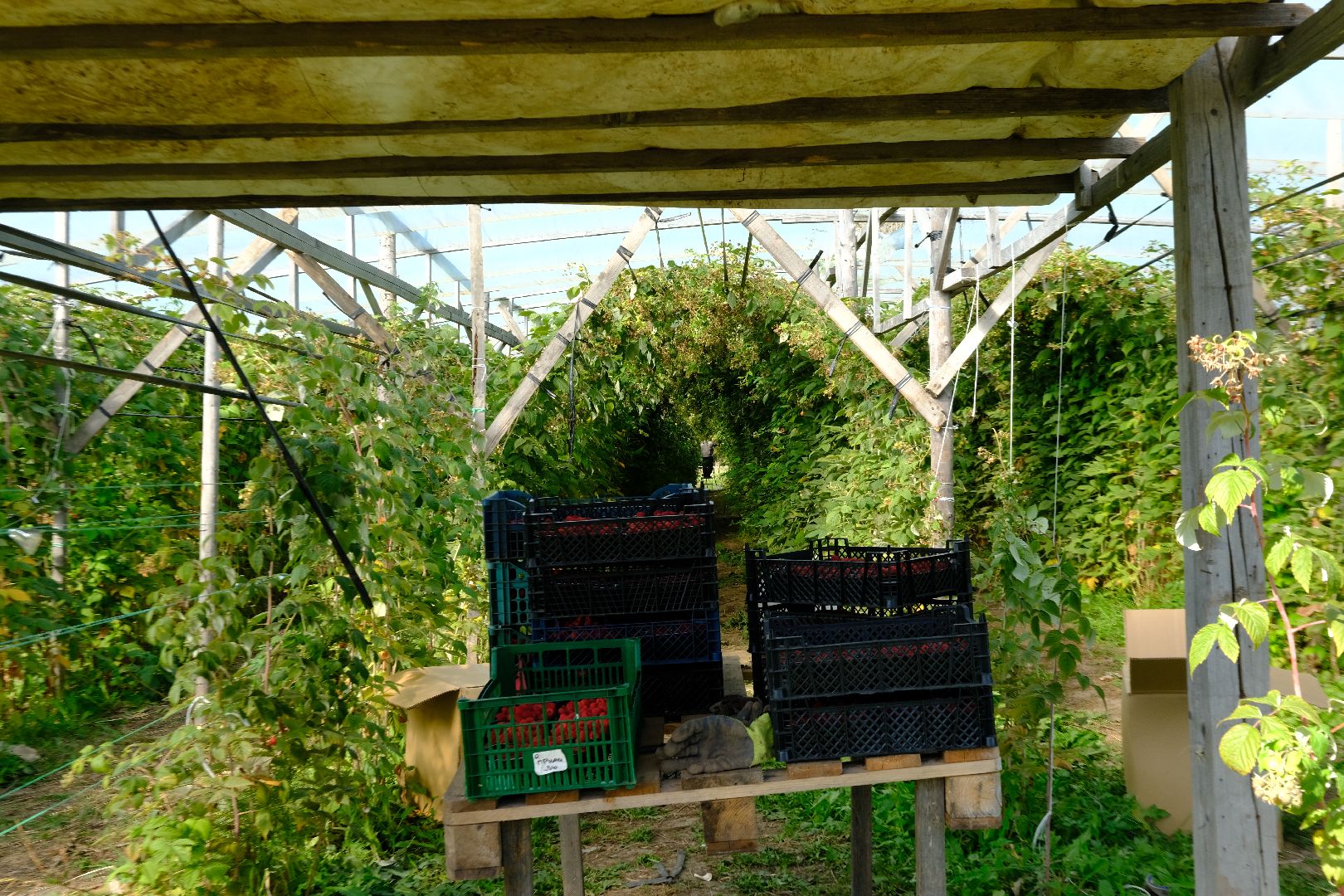 пущино, сельское хозяйство, малина, серпухов,