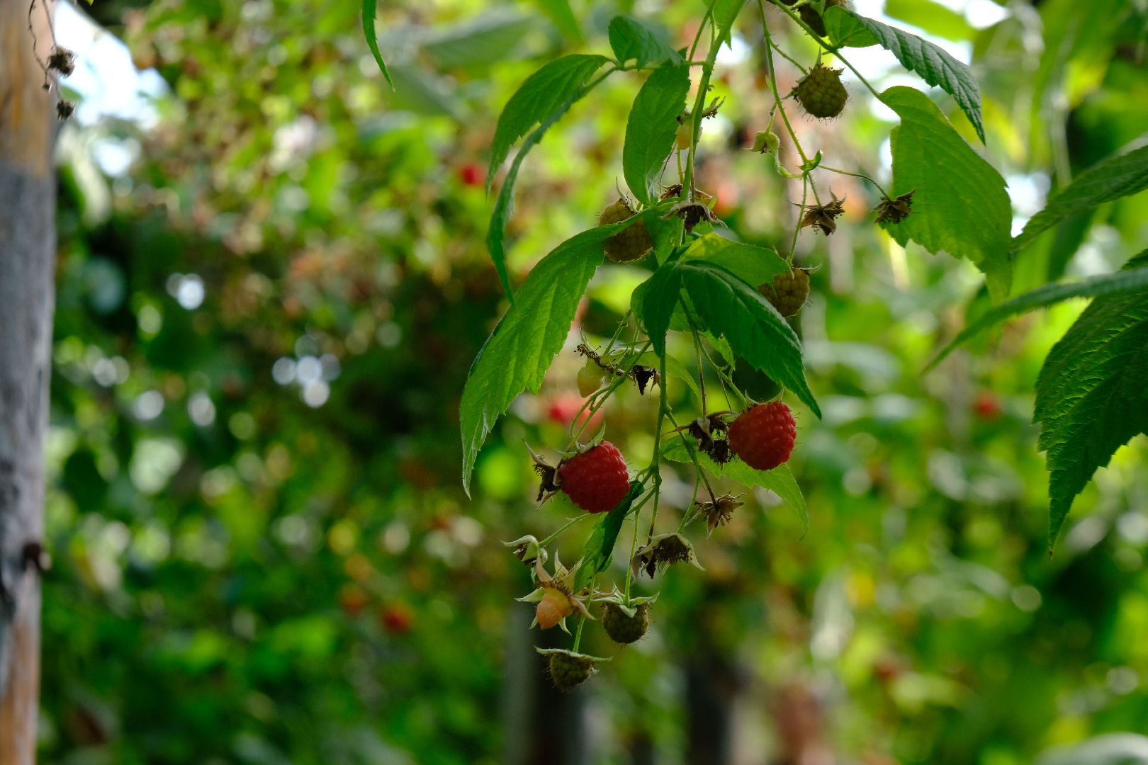 пущино, сельское хозяйство, малина, серпухов,