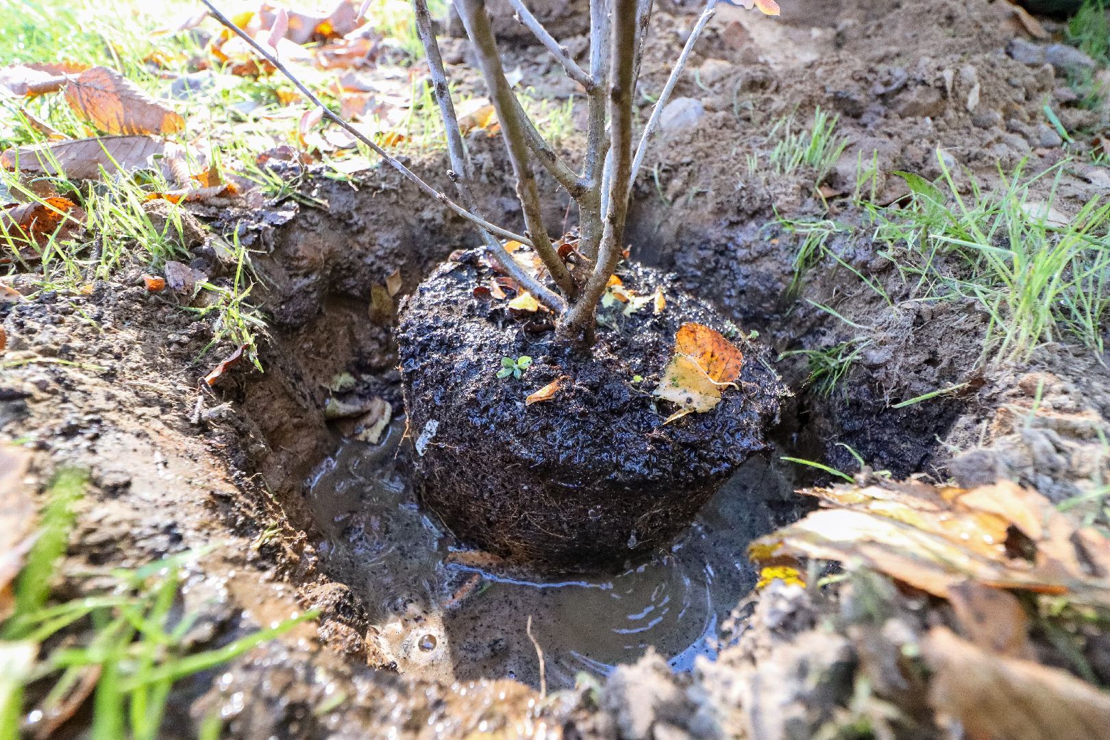 Клин, общество, парки, Подмосковье, экология, благоустройство,