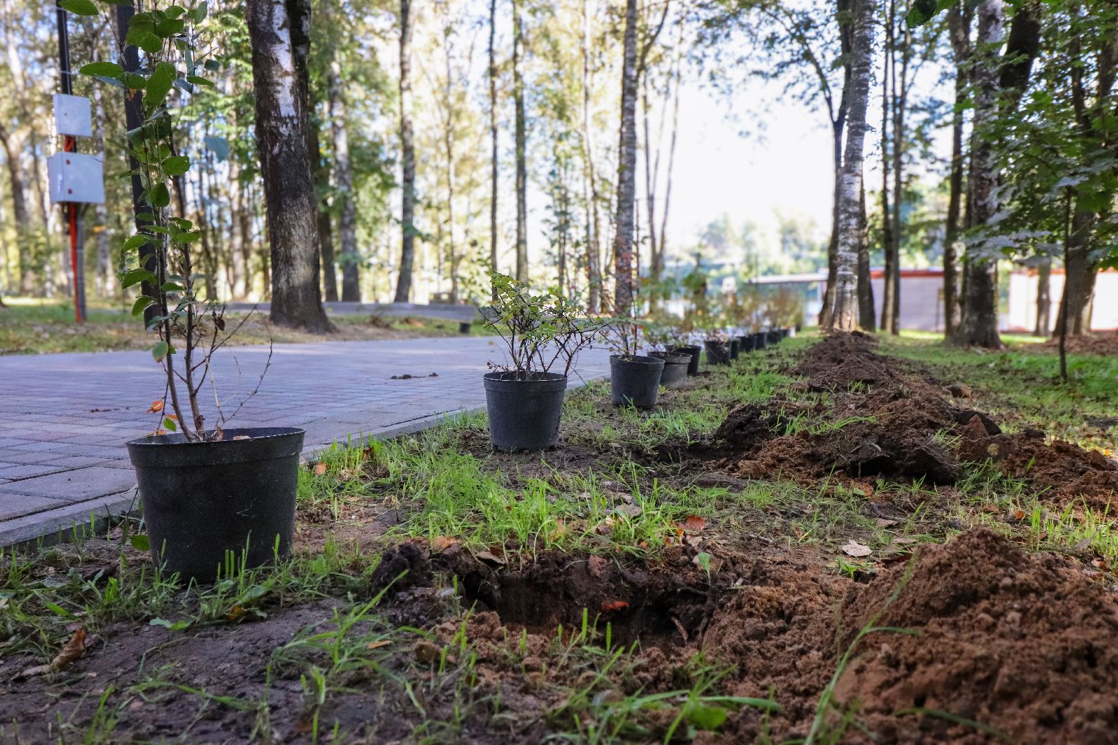 Клин, общество, парки, Подмосковье, экология, благоустройство,