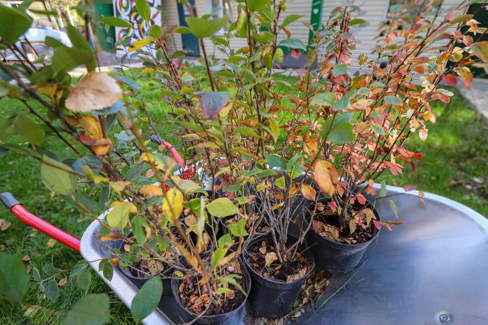 Клин, общество, парки, Подмосковье, экология, благоустройство,