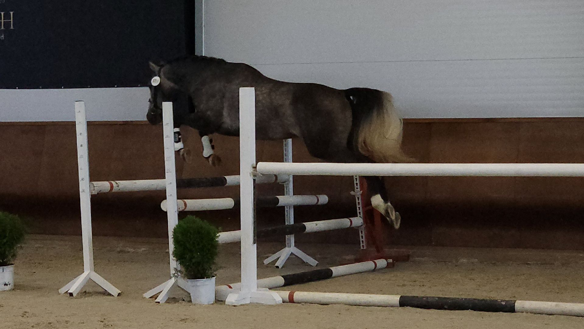 ступино, конный спорт подмосковья, спорт в подмосковье,