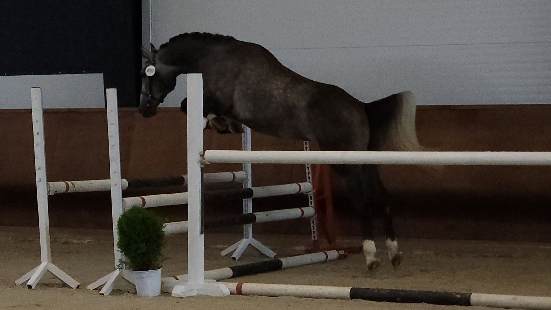 ступино, конный спорт подмосковья, спорт в подмосковье,