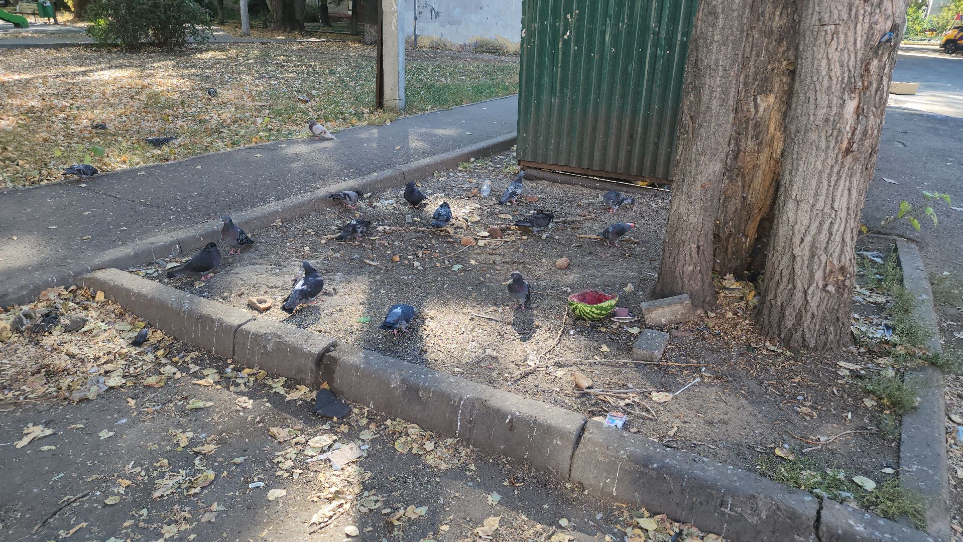 люберцы, контейнерная площадка, вывоз мусора, обращение жителей,