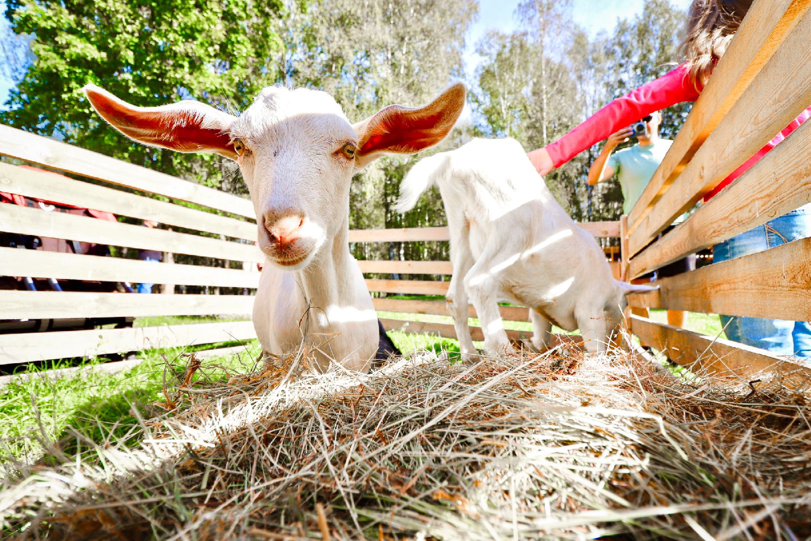 Клин, общество, культура, фестивали, Подмосковье, большая тыква,
